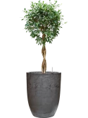 Ficus microcarpa 'Nitida' in Baq Algar Grond (Vulkastrat) Grond (Vulkastrat)