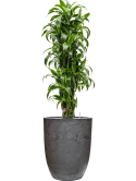 Dracaena fragrans 'Dorado' in Baq Algar Grond (Vulkastrat) Grond (Vulkastrat)