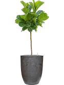 Ficus lyrata in Baq Algar Grond (Vulkastrat) Grond (Vulkastrat)