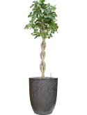 Ficus benghalensis 'Audrey' in Baq Algar Grond (Vulkastrat) Grond (Vulkastrat)