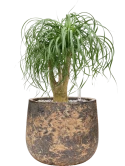 Beaucarnea recurvata in Baq Atlas Grond (Vulkastrat)