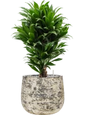 Dracaena fragrans 'Compacta' in Baq Atlas Grond (Vulkastrat)