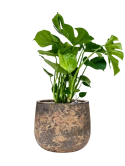 Monstera deliciosa in Baq Atlas Grond (Vulkastrat)