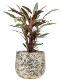 Calathea rufibarba 'Wavestar' in Baq Atlas Grond (Vulkastrat)