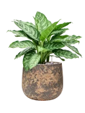 Aglaonema 'Chantal' in Baq Atlas Grond (Vulkastrat)