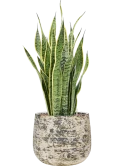 Sansevieria trifasciata 'Laurentii' in Baq Atlas Hydrocultuur