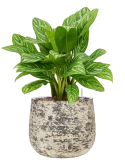 Aglaonema 'Stripes' in Baq Atlas Hydrocultuur