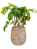 Philodendron squamiferum in Baq Atlas Grond (Vulkastrat)