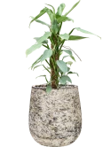Philodendron 'Silver Queen' in Baq Atlas Grond (Vulkastrat)