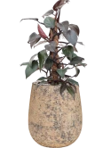 Philodendron 'New Red' in Baq Atlas Grond (Vulkastrat)