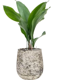 Aspidistra elatior in Baq Atlas Grond (Vulkastrat)