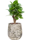 Croton (Codiaeum) variegatum 'Petra' in Baq Atlas Hydrocultuur
