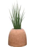 Sansevieria cylindrica 'Fernwood Mikado' in Colorado Grond (Vulkastrat)