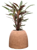 Calathea rufibarba 'Wavestar' in Colorado Grond (Vulkastrat)