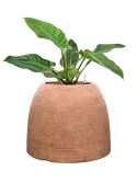 Philodendron 'Imperial Green' in Colorado Hydrocultuur