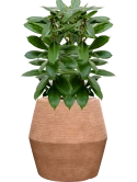 Ficus cyathistipula in Colorado Hydrocultuur