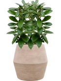 Ficus cyathistipula in Colorado Hydrocultuur
