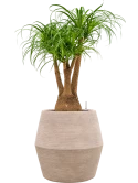 Beaucarnea recurvata in Colorado Hydrocultuur