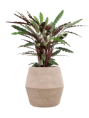 Calathea rufibarba 'Wavestar' in Colorado Hydrocultuur