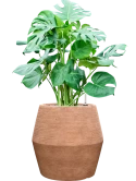 Monstera deliciosa in Colorado Grond (Vulkastrat)