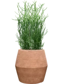 Euphorbia tirucalli in Colorado Grond (Vulkastrat)