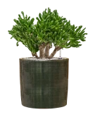 Crassula ovata 'Horntree' in Plain Striped Grond (Vulkastrat)