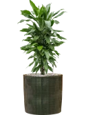 Dracaena fragrans 'Janet Lind' in Plain Striped Grond (Vulkastrat)