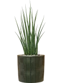 Sansevieria cylindrica 'Fernwood Mikado' in Plain Striped Grond (Vulkastrat)