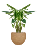 Alocasia zebrina in Baq Dune Grond (Vulkastrat)