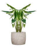 Alocasia zebrina in Baq Algar Grond (Vulkastrat)