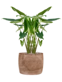 Alocasia zebrina in Baq Algar Grond (Vulkastrat)