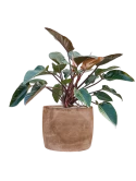 Philodendron 'Red Beauty' in Baq Algar Grond (Vulkastrat)