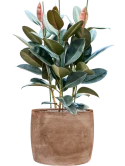 Ficus elastica 'Abidjan' in Baq Algar Grond (Vulkastrat)