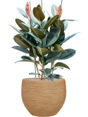 Ficus elastica 'Abidjan' in Baq Dune Grond (Vulkastrat)