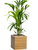 Kentia (Howea) forsteriana in Lechuza Palo Natural Wood 35 Grond (Vulkastrat) Grond (Vulkastrat)