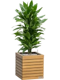 Dracaena 'Janet Lind' in Lechuza Palo Natural Wood 35 Grond (Vulkastrat) Grond (Vulkastrat)