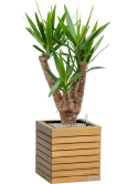 Yucca elephantipes in Lechuza Palo Natural Wood 35 Grond (Vulkastrat) Grond (Vulkastrat)