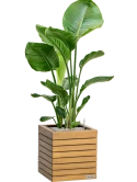 Strelitzia nicolai in Lechuza Palo Natural Wood 35 Grond (Vulkastrat) Grond (Vulkastrat)