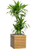 Dracaena 'Janet Craig' in Lechuza Palo Natural Wood 35 Grond (Vulkastrat) Grond (Vulkastrat)