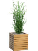 Euphorbia tirucalli in Lechuza Palo Natural Wood 35 Grond (Vulkastrat) Grond (Vulkastrat)