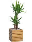 Yucca elephantipes in Lechuza Palo Natural Wood 35 Grond (Vulkastrat) Grond (Vulkastrat)