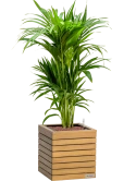 Kentia (Howea) forsteriana in Lechuza Palo Natural Wood 35 Hydrocultuur Hydrocultuur