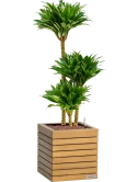 Dracaena 'Compacta' in Lechuza Palo Natural Wood 35 Hydrocultuur