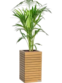 Kentia (Howea) forsteriana in Lechuza Palo Natural Wood 35 Hydrocultuur