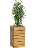 Ficus binnendijkii 'Alii' in Lechuza Palo Natural Wood 35 Hydrocultuur