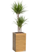 Dracaena marginata in Lechuza Palo Natural Wood 35 Hydrocultuur