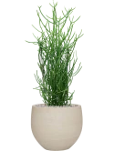 Euphorbia tirucalli in Cement & Stone Grond (Vulkastrat)