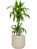 Dracaena fragrans 'Janet Craig' in Cement & Stone Grond (Vulkastrat)