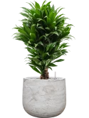 Dracaena fragrans 'Compacta' in Baq Algar Grond (Vulkastrat)