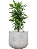 Dracaena fragrans 'Janet Lind' in Baq Algar Grond (Vulkastrat)